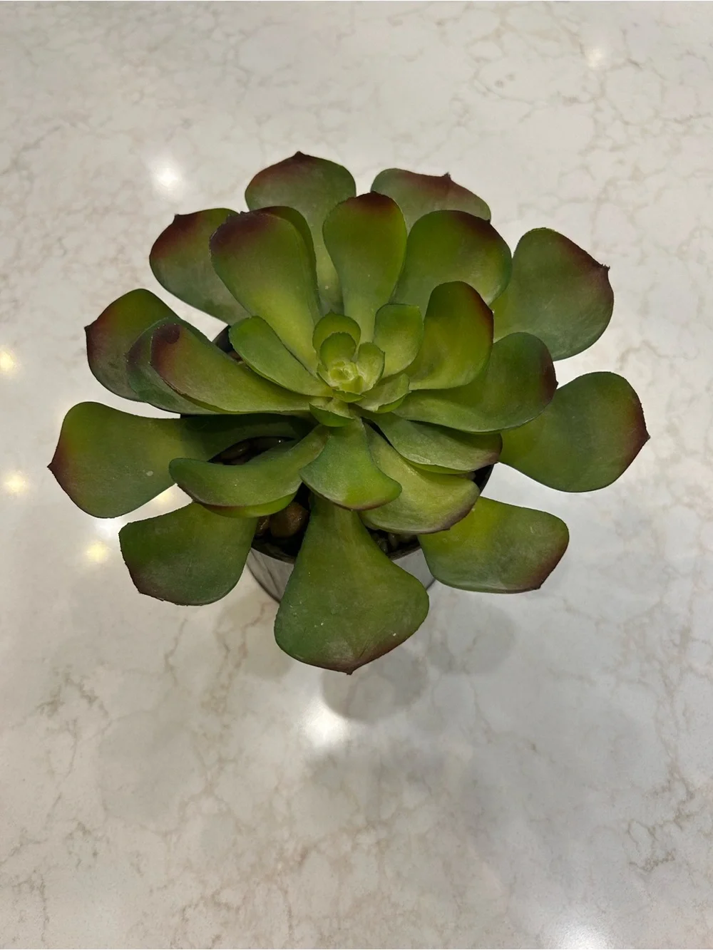 New Kirklands Green Succulent with Red-Tipped Leaves in Metal Pot